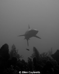 Hi
Shark coming from the depths towards the reef
EPL+2 ... by Ellen Cuylaerts 